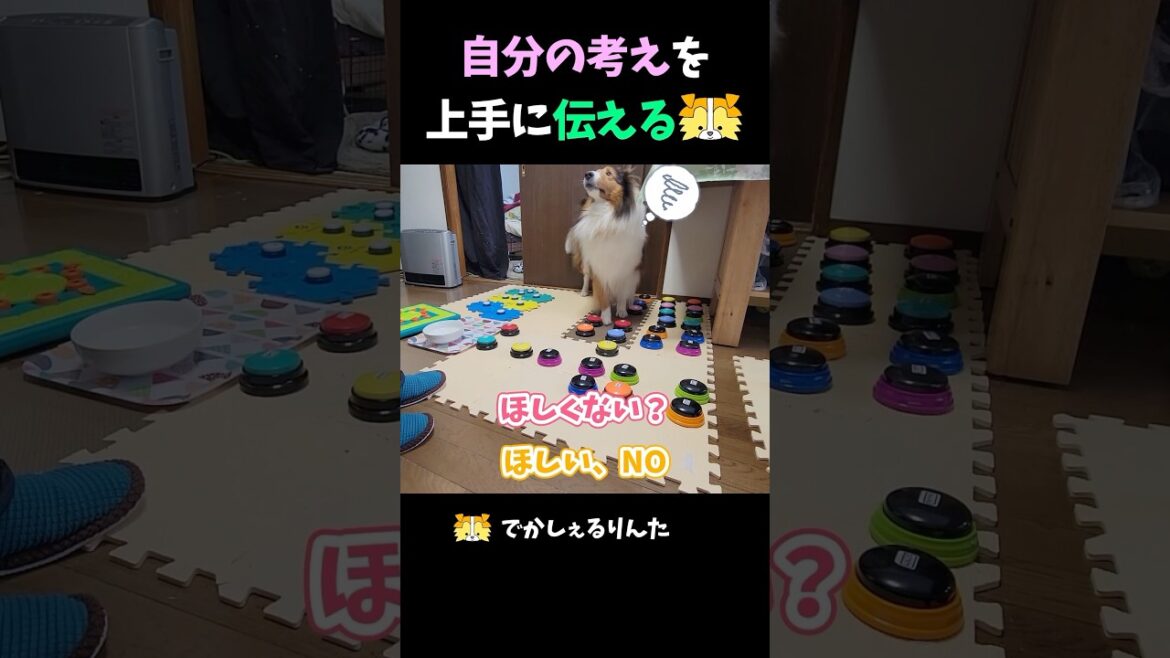 自分の考えを上手に伝えるシェルティ【会話ボタンでしゃべる犬】 #shorts #dog 自分の考えを上手に伝えるシェルティ【会話ボタンでしゃべる犬】 #shorts #dog