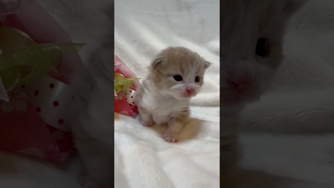 ノルウェージャンフォレストキャット 高貴な印象の毛色なのに可愛いお顔💕　毛色：カメオタビーアンドホワイト