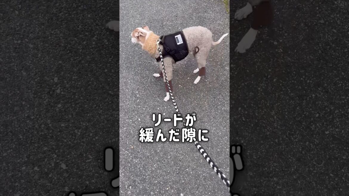 散歩に満足するまで絶対に帰らない犬【イタグレ】【ウィペット】#shorts #dog