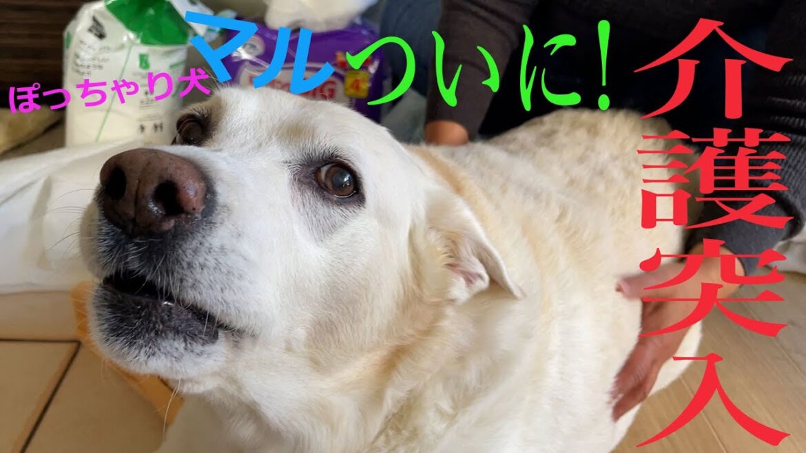 ぽっちゃり犬マル、ついに本格的介護生活に突入しました