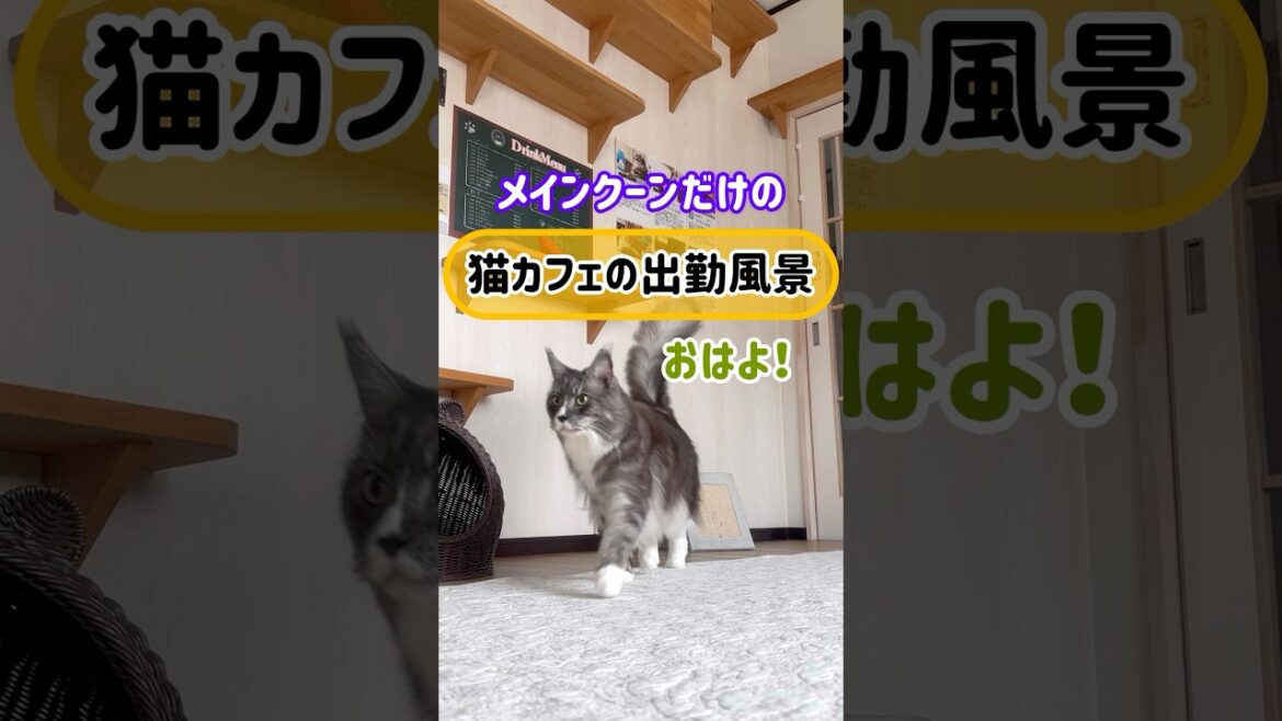 メインクーンだけの【猫カフェの出勤風景】#cat #cooncat #mainecoon #もふもふ