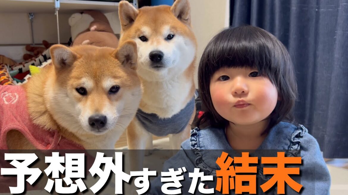 好き嫌いが激しい柴犬、１歳児の妹が熟考して選んだおやつは食べる