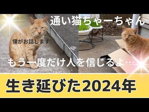 飼い主が行方不明になった茶トラ猫が通い猫になるまで【通い猫ちゃーちゃん】 飼い主が行方不明になった茶トラ猫が通い猫になるまで【通い猫ちゃーちゃん】