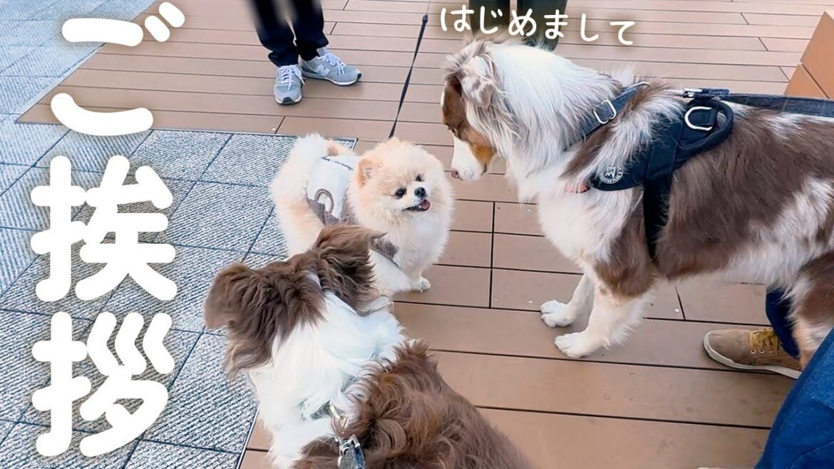 大きい犬達とショッピングモールに行ったらモテモテになりました😊【ボーダーコリー・オーストラリアンシェパード】