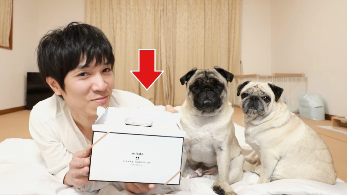 【生配信】解禁！ミスドが高級チョコとコラボした新商品を全部買ってきました