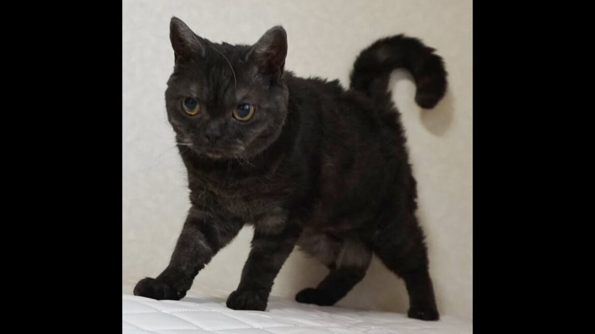 セルカークレックス子猫　　2024.2.3産まれ　ブラウンタビー（巻き毛）　女の子　シーダキャット猫のお店