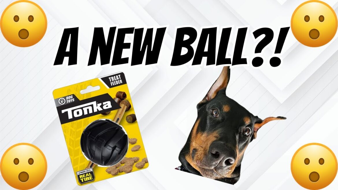 Doberman excited by new toy unboxing