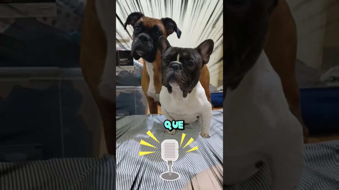 😋 🐾 El Despertador que Nunca Falla    #perros  #mascotas #short