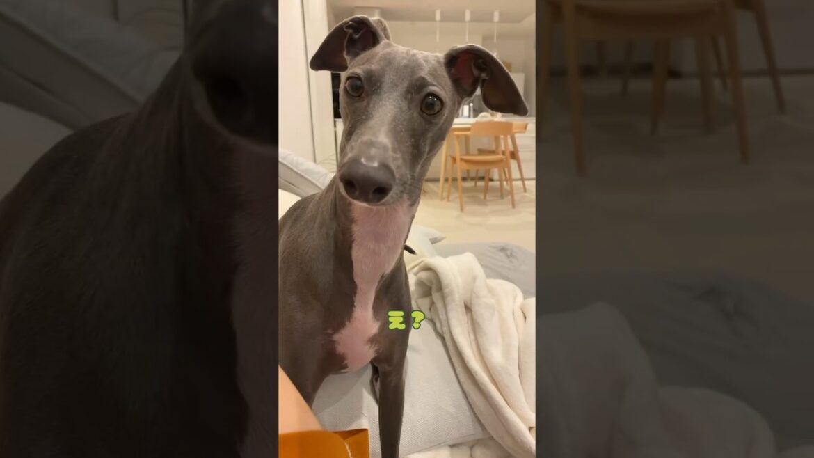 禿げたイタグレ #イタリアングレーハウンド #イタグレ #デカグレ #愛犬