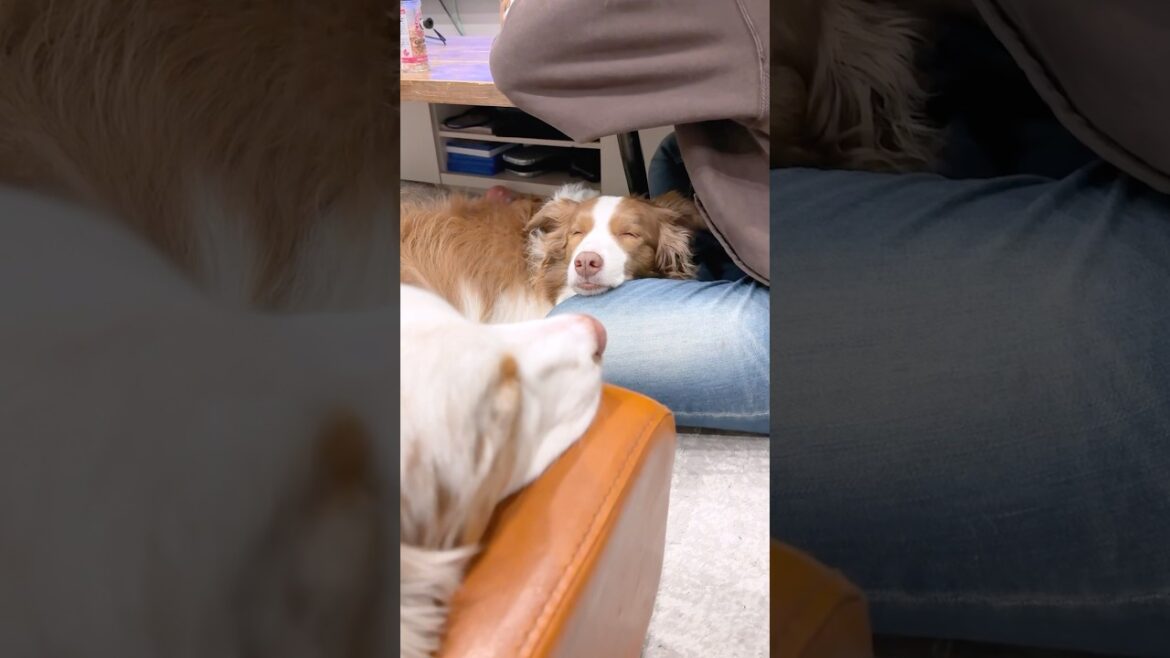 遊び疲れて膝枕で寝ちゃう犬が可愛い🥺【ボーダーコリー・オーストラリアンシェパード】#shorts