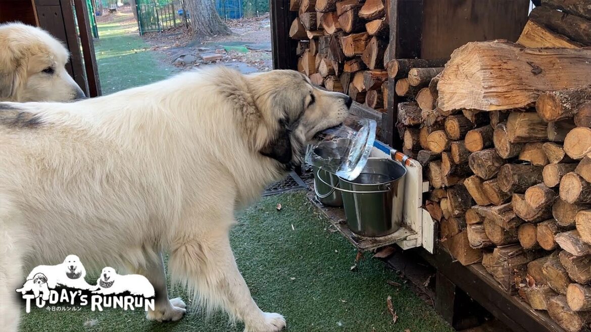 水飲み場の水が凍ったのでガリガリ美味しそうに食べたベルです　Great Pyrenees　グレートピレニーズ