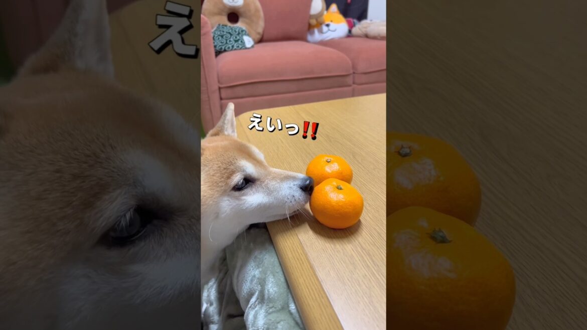 みかんはいらないけどおやつは欲しい😂#柴犬 #チワワ #shorts