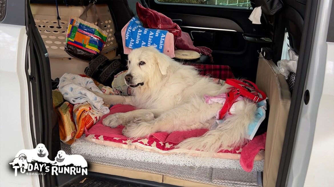 お留守番が嫌でルンルンの病院に同行したアランとベルです　Great Pyrenees　グレートピレニーズ