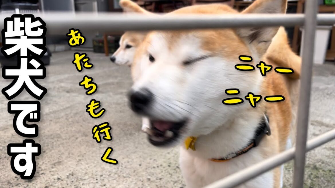 置いてかないでとニャーニャー鳴く柴犬の女の子がかわいい