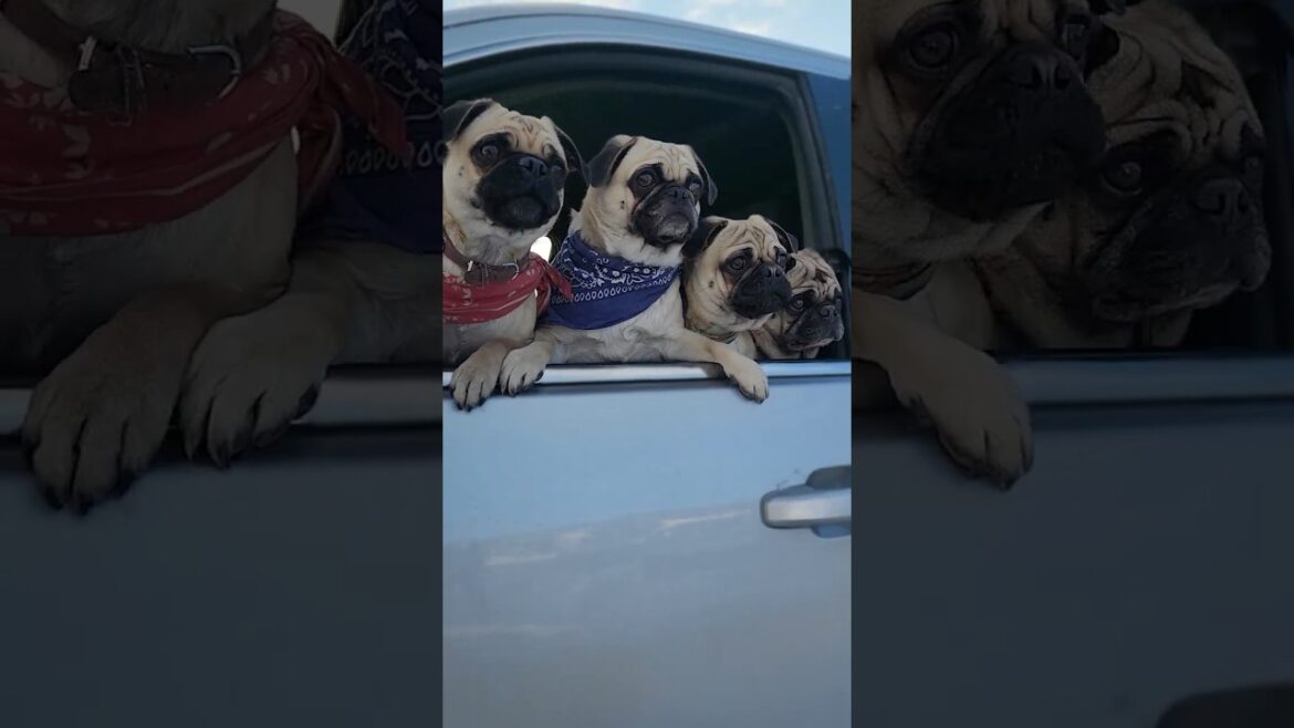 Puglife Reunion #pugs #short
