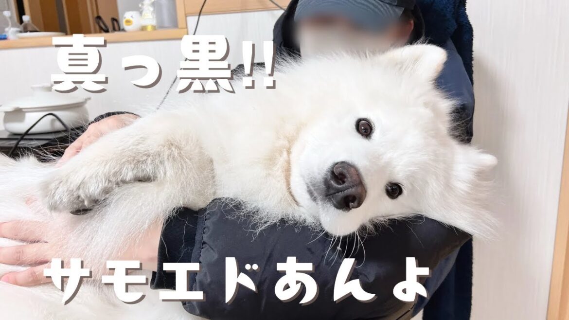 カフェ帰りの真っ黒あんよをフキフキされて心地よさそうなサモエドが可愛すぎた