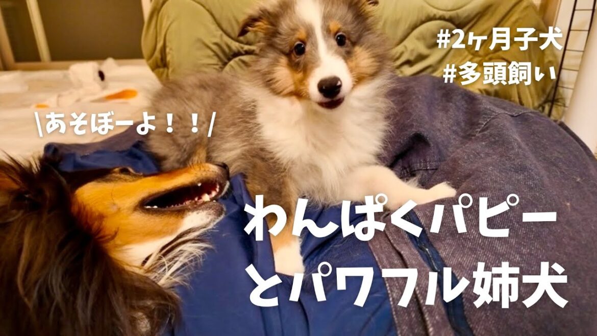 わんぱくパピーとどうしても遊びたい姉犬がまさかの展開に...【子犬2ヶ月】【シェットランドシープドッグ】【シェルティ】【多頭飼い】