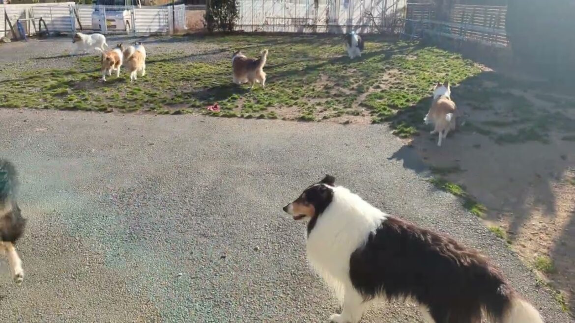 ﾗﾌｺﾘｰ　Motherlake Collies 走るコリーズ　01132025（音声無し）