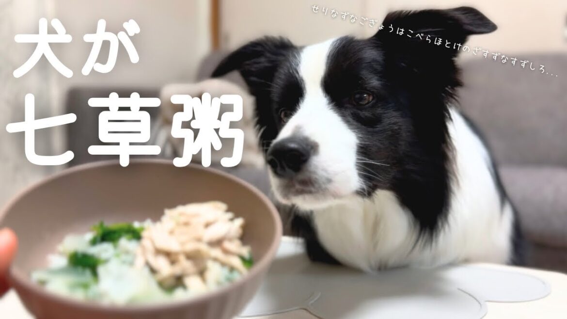 犬が七草粥？！予想外の食べっぷりをみせるボーダーコリー🌱