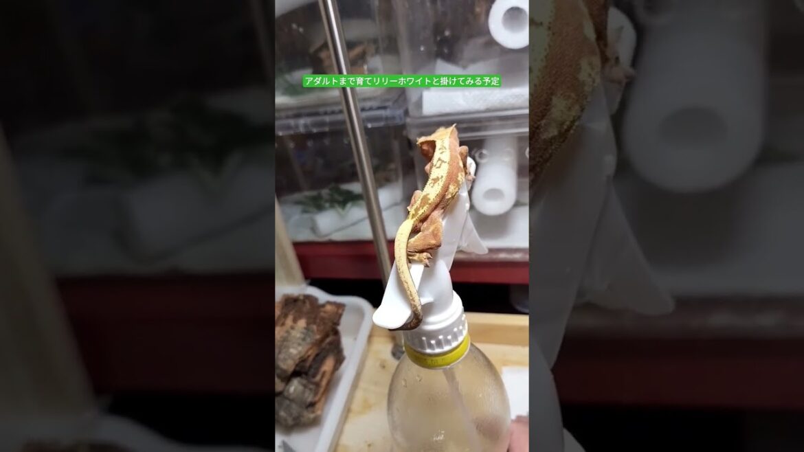 クレステッドゲッコー自家繁殖❶イエローゴールドベース個体