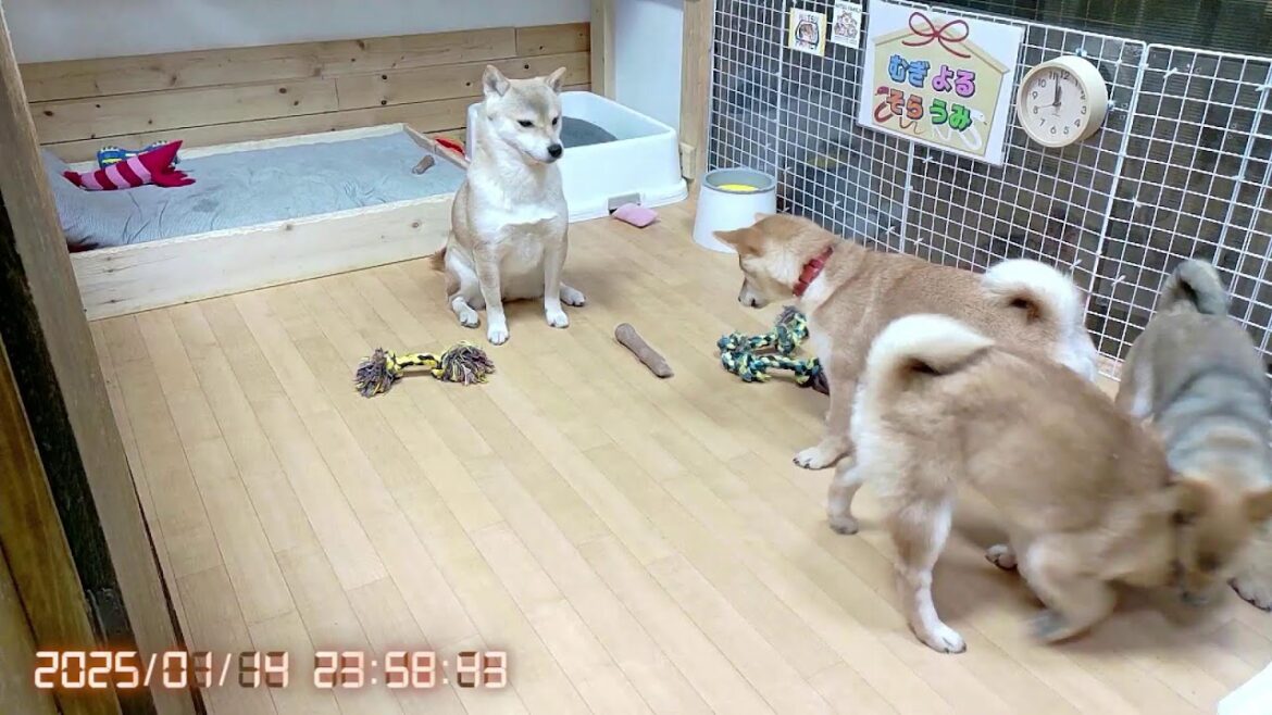 柴犬なつ！子育て生配信【生後127日】良いことも悪いことも全部覚える子犬たち！