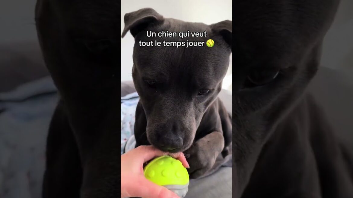 Ce qui t'attend si tu veux un staffie - Partie 1 #staffie #staffy #chien #staffordshireterrier