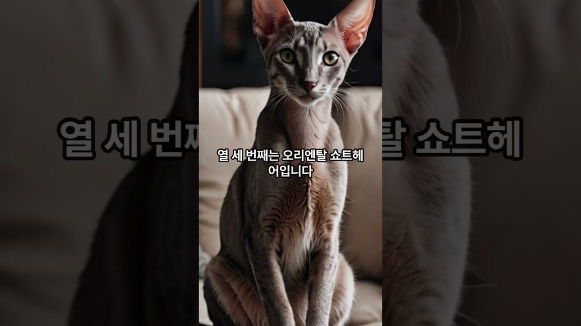 인기 있는 고양이 5가지 3탄