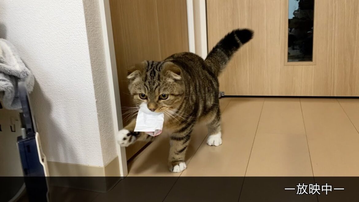 猫ってレシート好きじゃないですか（うちは大好き！）