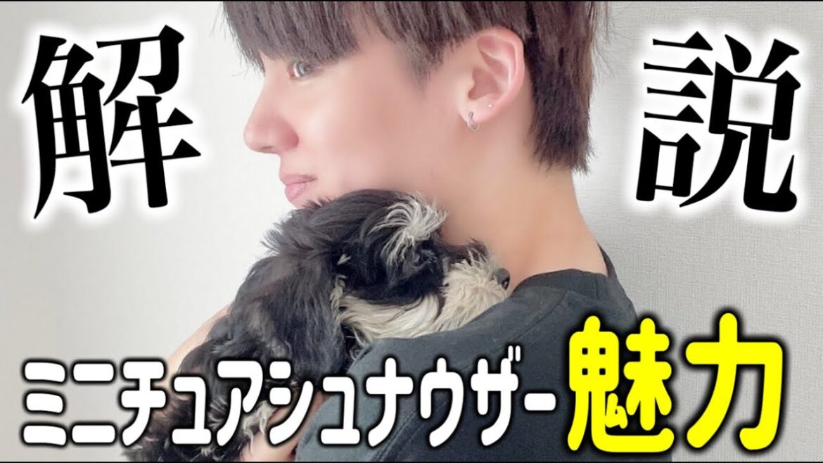 【ぶっちゃけ解説】本には載っていない！シュナを2年間飼ってわかった魅力