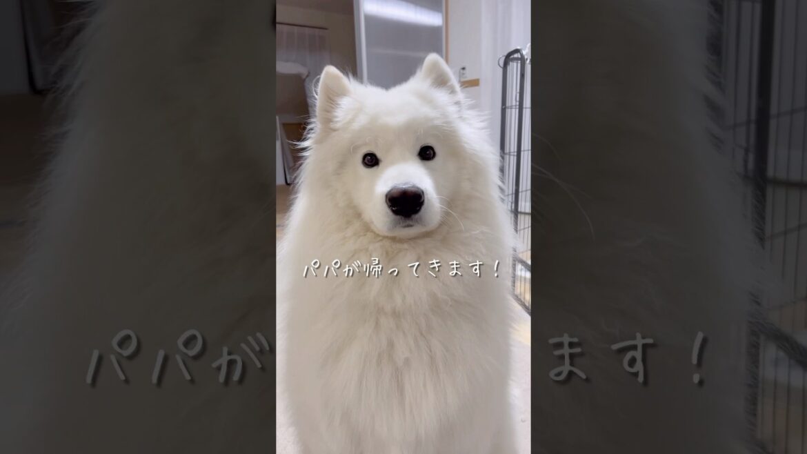 大好きなパパの帰宅を知らせた時の大型犬の反応が可愛い  #サモエド #samoyed #癒し動画