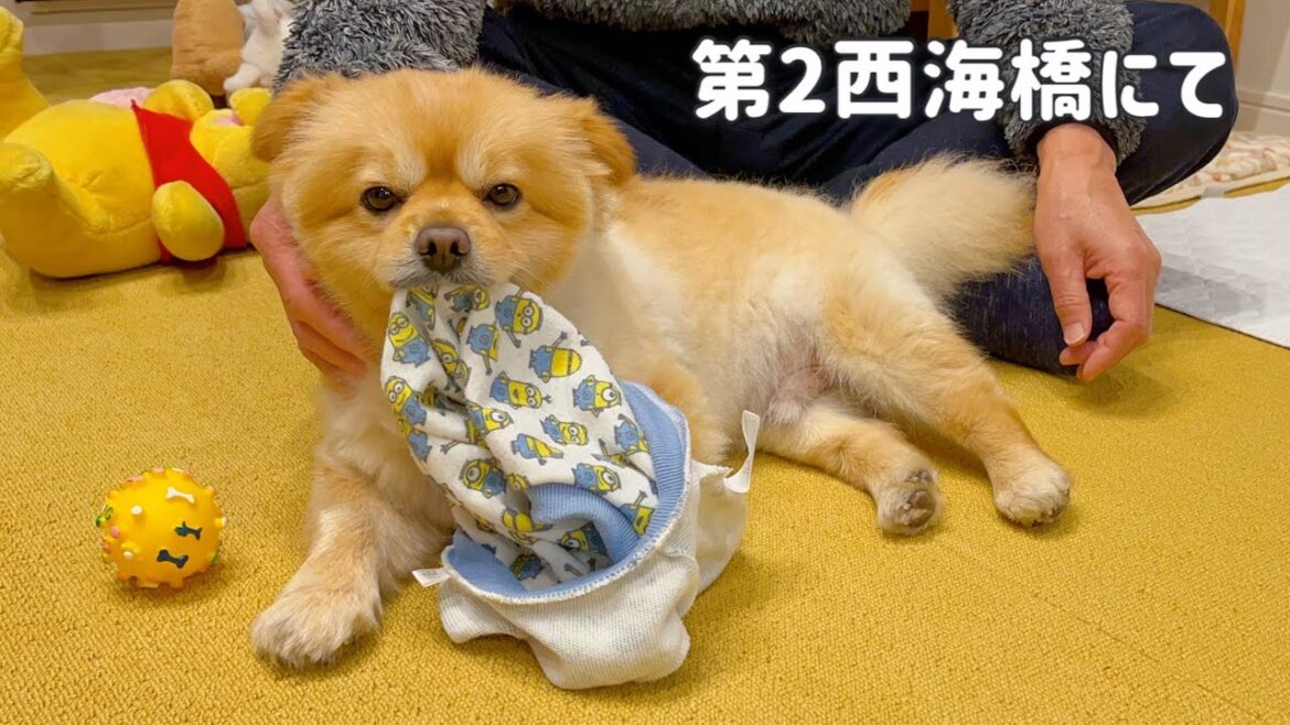 【癒し】超高所！絶景の橋を貸し切り！【ミリ】#ポメキーのミリちゃん #dog