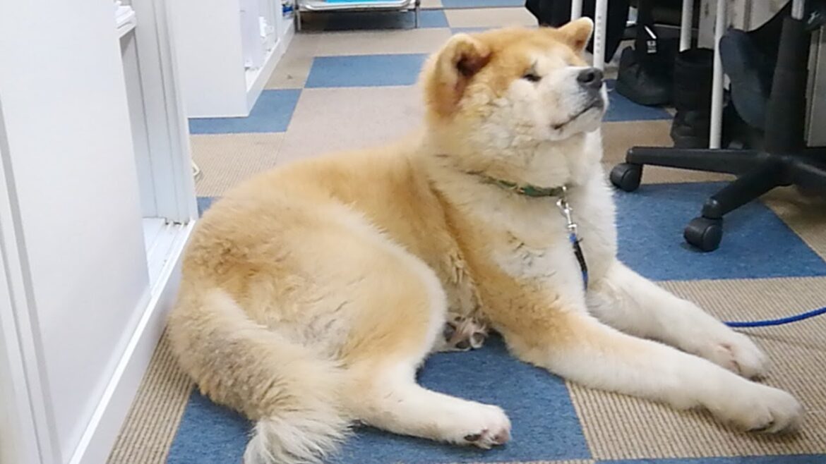 秋田犬会館配信！