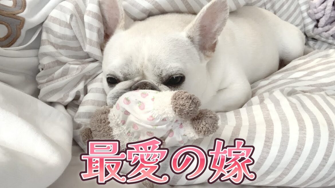 嫁を愛する一途なぽーちゃん【フレンチブルドッグ frenchbulldog】