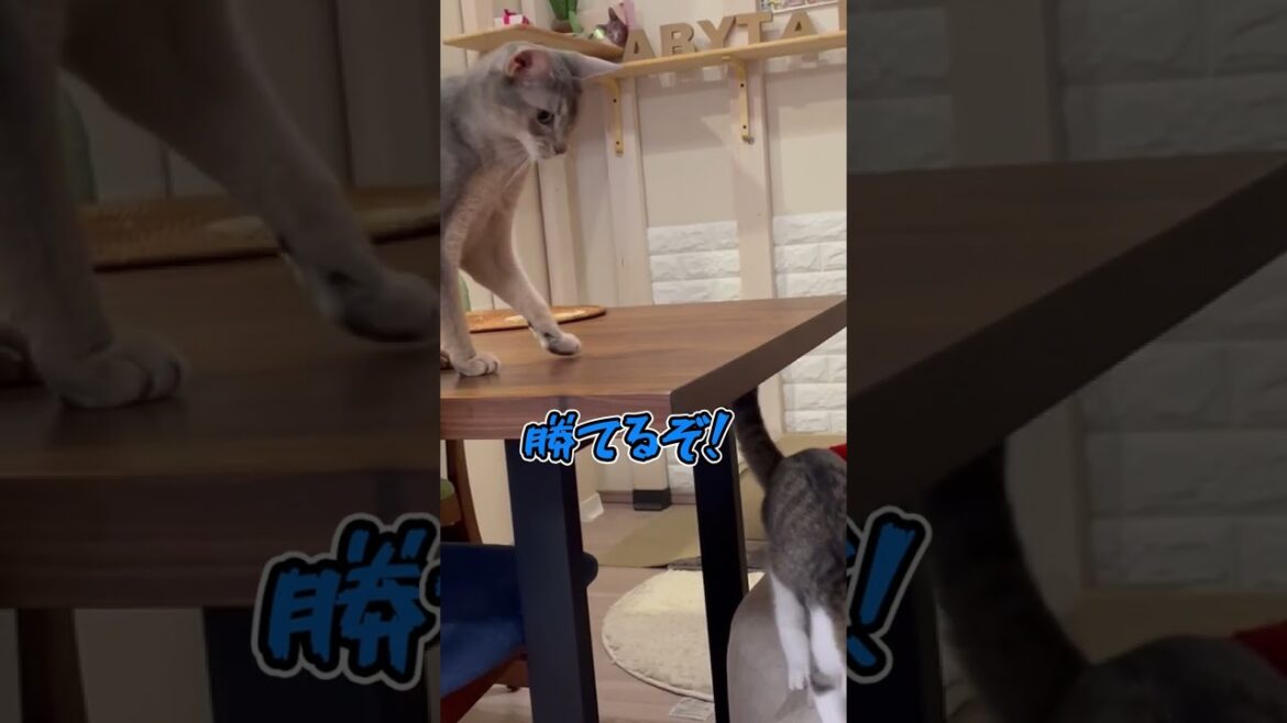 ニャン斗の拳7 #shorts #猫 #アビシニアン