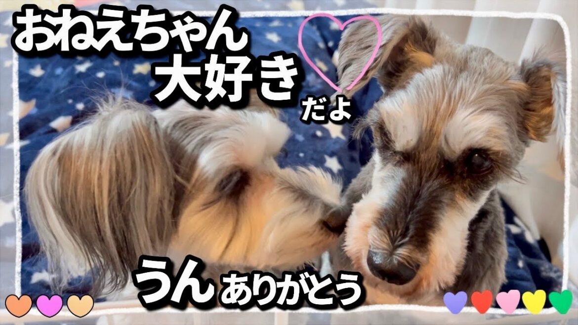 イチャイチャする仲良し姉妹が可愛過ぎる イチャイチャする仲良し姉妹が可愛過ぎる