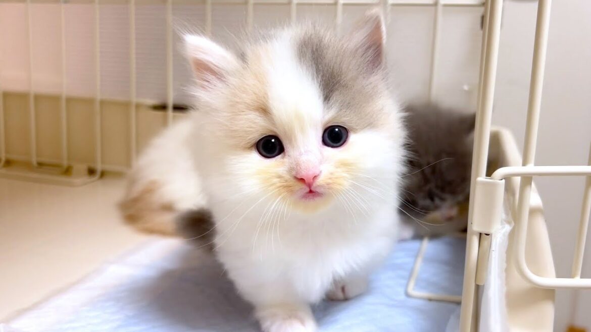 【マンチカンの子猫】子猫達は時飛ばしでドンドン育っている件 ~猫のいる生活Vol.1070~出産動画 マンチカン短足・ミヌエット・ペルシャ猫専門ブリーダー『ペット蔵人』【子猫の成長記録】 【マンチカンの子猫】子猫達は時飛ばしでドンドン育っている件 ~猫のいる生活Vol.1070~出産動画 マンチカン短足・ミヌエット・ペルシャ猫専門ブリーダー『ペット蔵人』【子猫の成長記録】