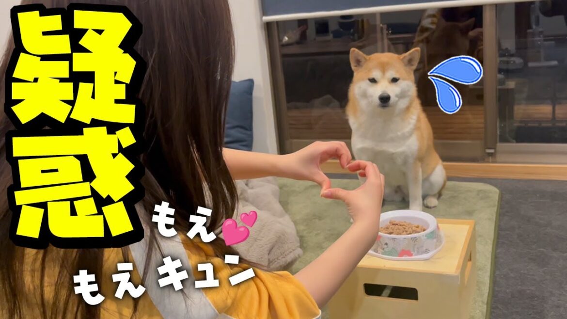 久々の娘の萌きゅんが進化し過ぎてドン引きする柴犬姉妹…新たな疑惑が発生