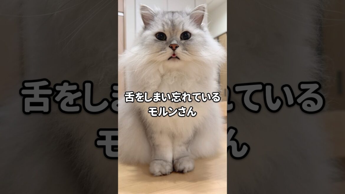よく舌をしまい忘れる猫 【サイベリアン】 #Shorts