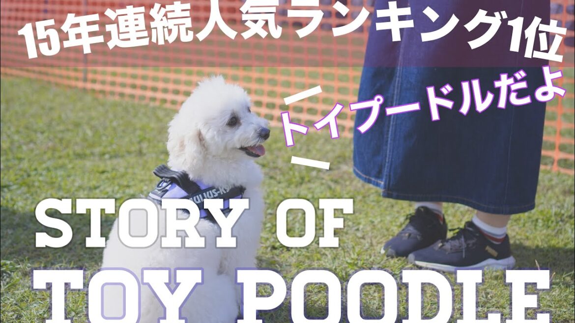 人気犬種No.１！※壮大なトイプードルの動画です【Cinematic vlog of Toy Poodle】