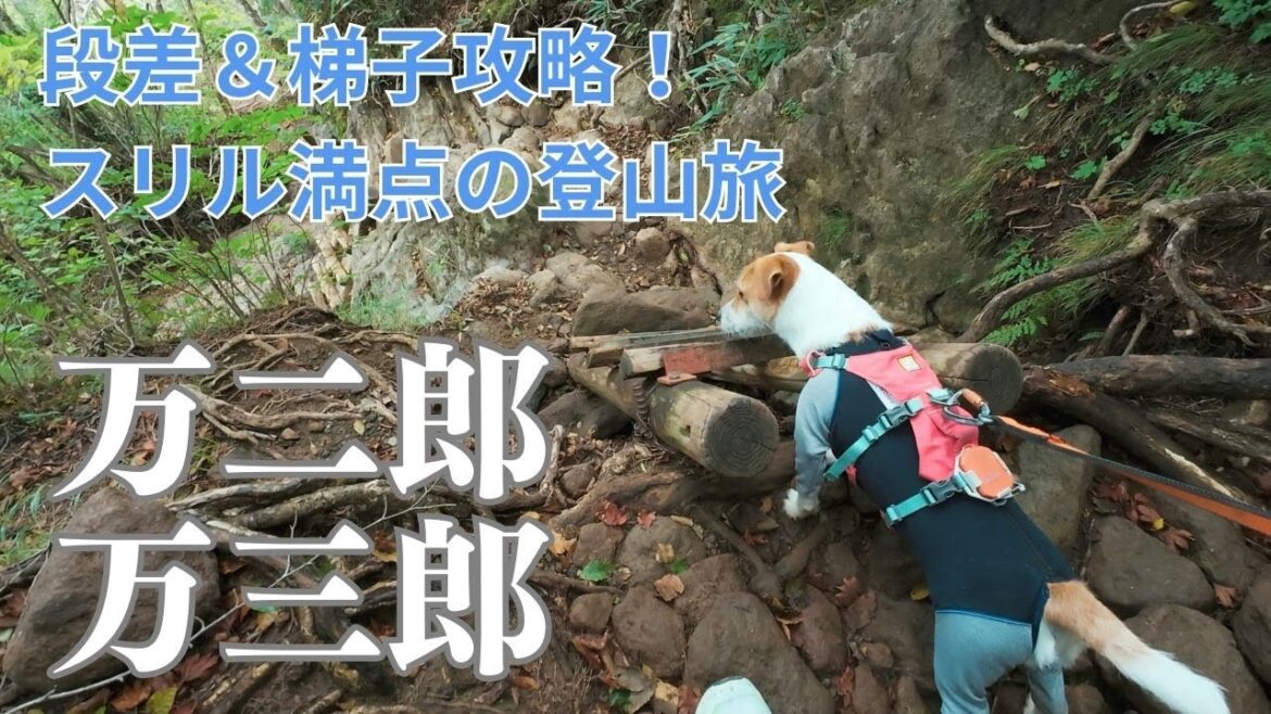 万三郎山登頂！冒険心をくすぐる登山道に挑戦【ジャックラッセルと行く伊豆の最高峰】