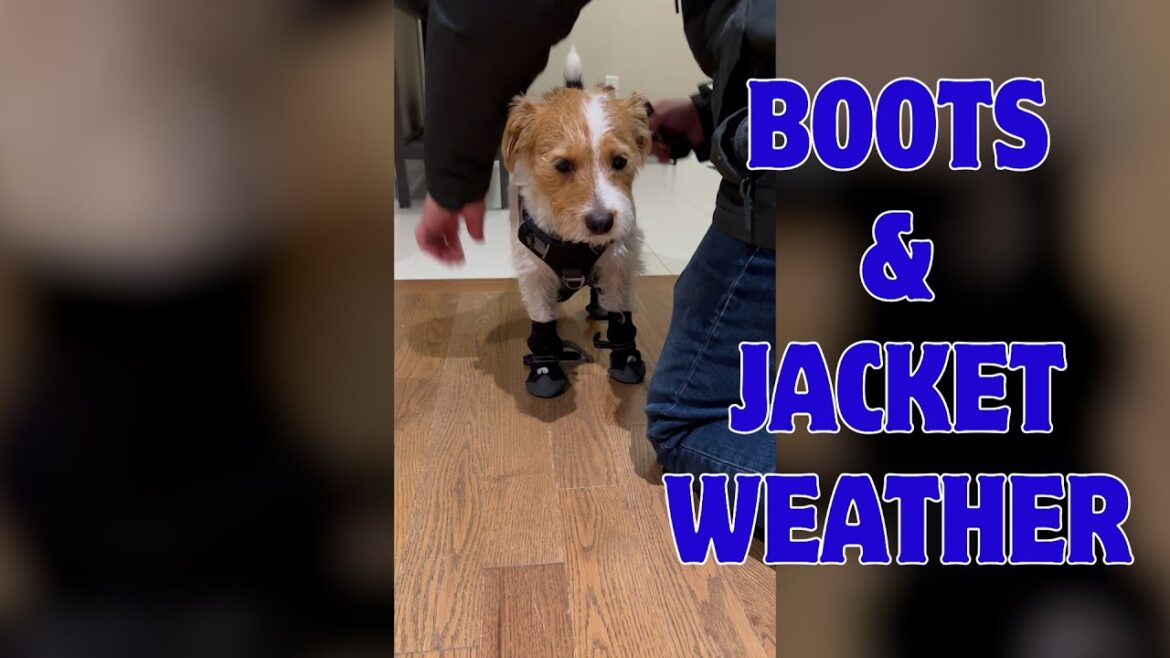 Henry the Jack Russell Terrier Dog Gets Ready for the Snow and Cold