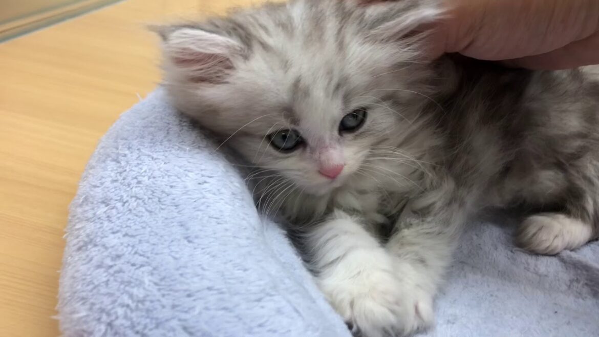 ペッツワン城山店　☆超人気猫種ラガマフィン☆