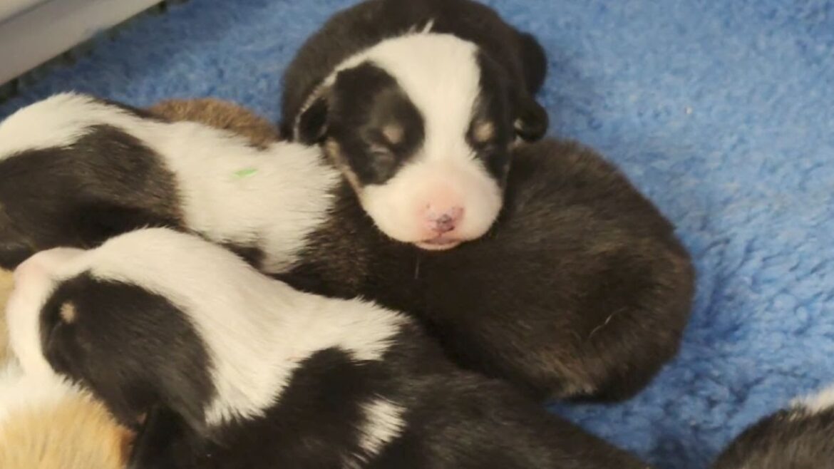 Our newest litter is a little different from our normal Corgi puppy litters.