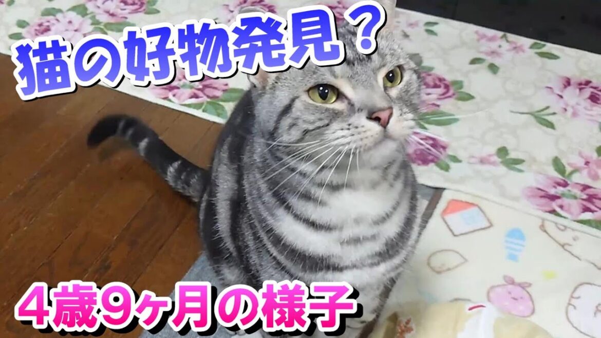 いまさら好物発見？４歳９ヶ月の様子（アメリカンショートヘア）