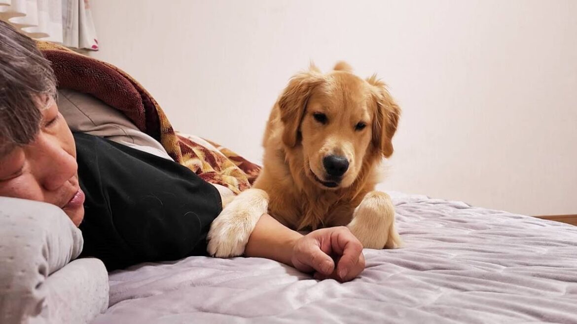 もうすぐ1歳!飛躍的に体力が伸びる君の為に考えた結果。【Golden Retriever japan】 もうすぐ1歳!飛躍的に体力が伸びる君の為に考えた結果。【Golden Retriever japan】