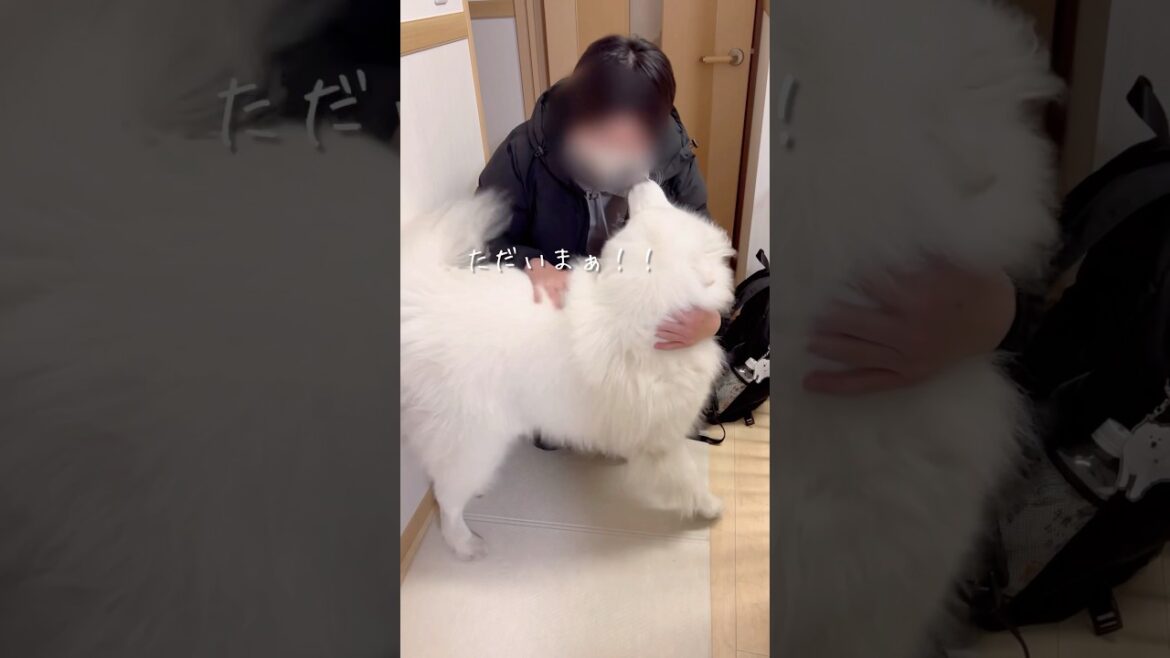 大好きなパパをお出迎えするサモエドが可愛すぎる #samoyed #大型犬 #癒し