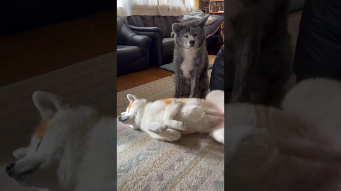 こんな子に育てたつもりはないのに、と情けない気持ちでいっぱいになっている秋田犬ぱたこ【Akita-inu】@akita-inu-pata #shorts こんな子に育てたつもりはないのに、と情けない気持ちでいっぱいになっている秋田犬ぱたこ【Akita-inu】@akita-inu-pata #shorts