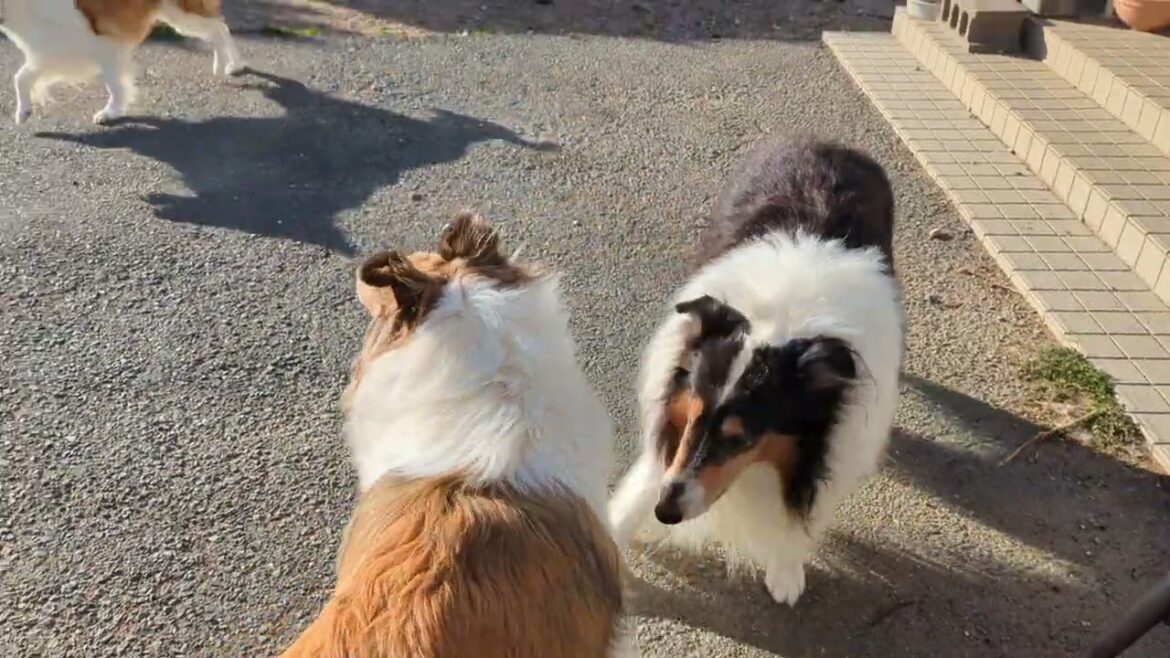 ﾗﾌｺﾘｰ　Motherlake Collies 走るコリーズ　01132025（音声無し）