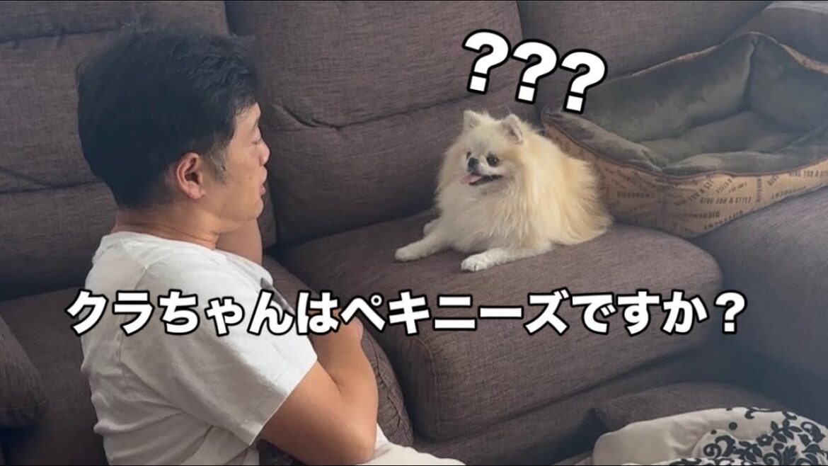 違う犬種を言った時のポメラニアンの反応が可愛すぎた