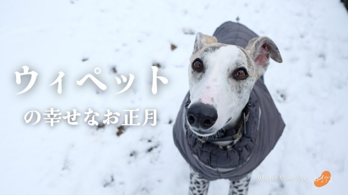 ウィペットと過ごすただただ幸せそうなお正月 #172 ウィペットと過ごすただただ幸せそうなお正月 #172